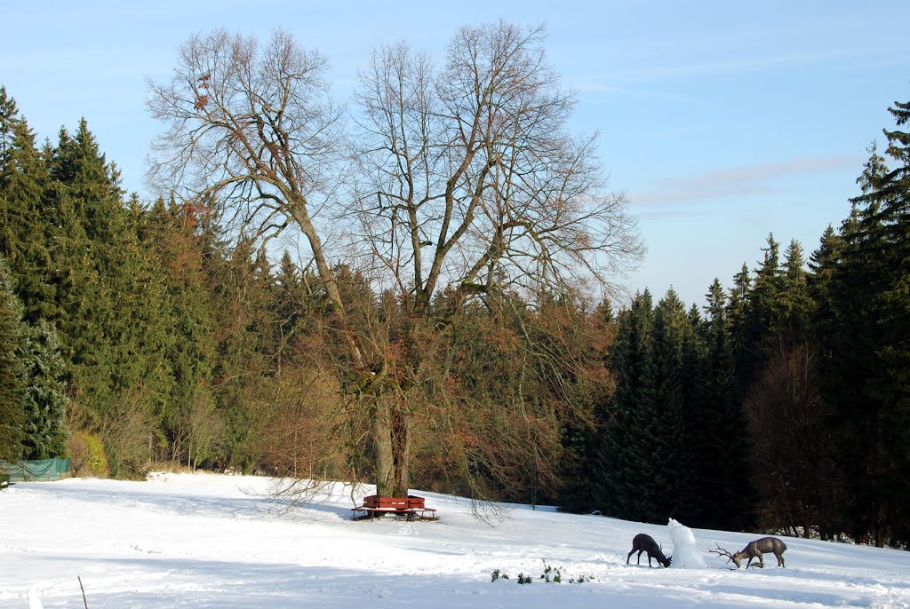 Schnee im Oktober 2012 / Wiese von dem Hotel Gabelbach / Ilmenau 2012 by mbittner1112