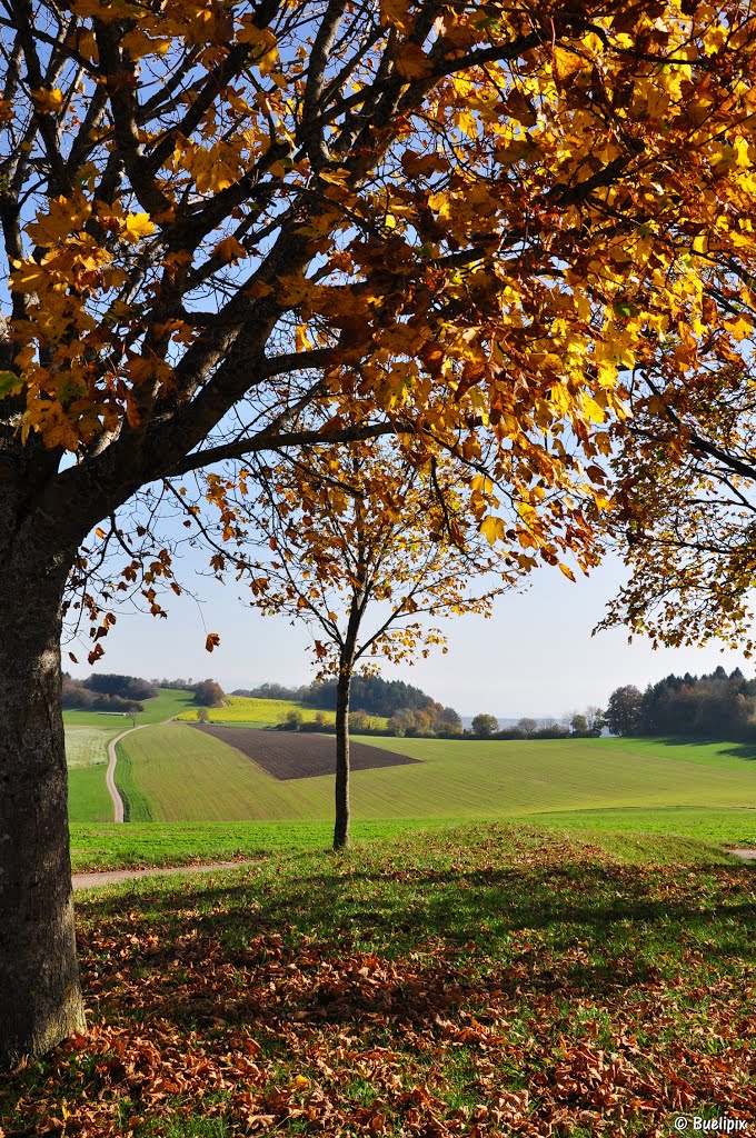 Herbst im Schwarzwald - beim Gupfen (© Buelipix) by Buelipix