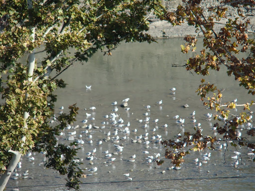 Gulls on Mtkvari River by PlamenB