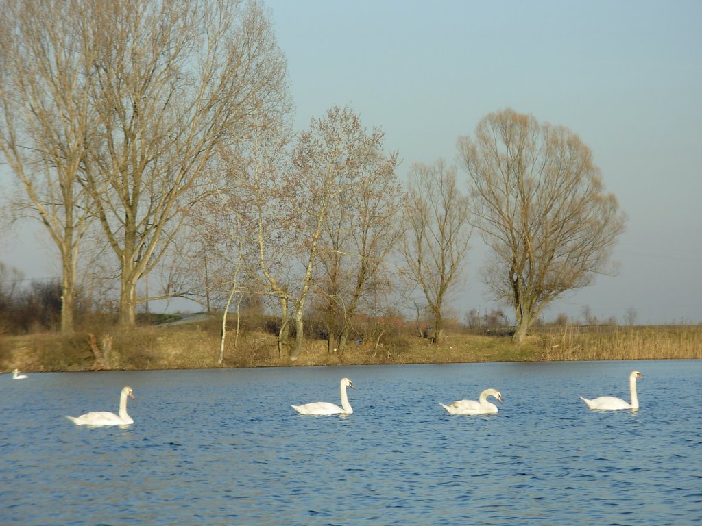 Labudovo jezero by Pavle Kovač