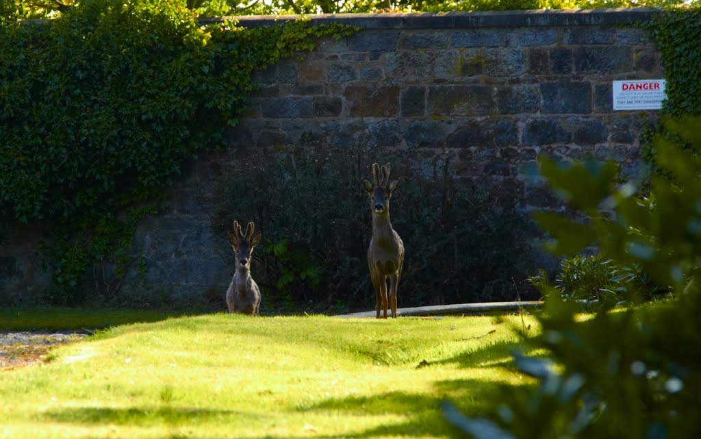 Top of hil sharp turn / rachles walk "Danger Wild Deer" Woodside Cemetery paisley scotland by Kingdavidofscotland