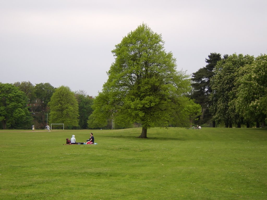 Tree in Llandaff Fields, Cardiff by Nina Mander