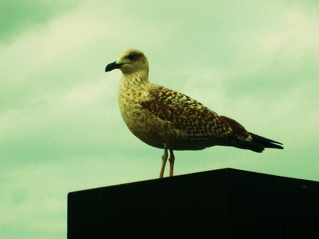 Gaviota en el puerto by pigro