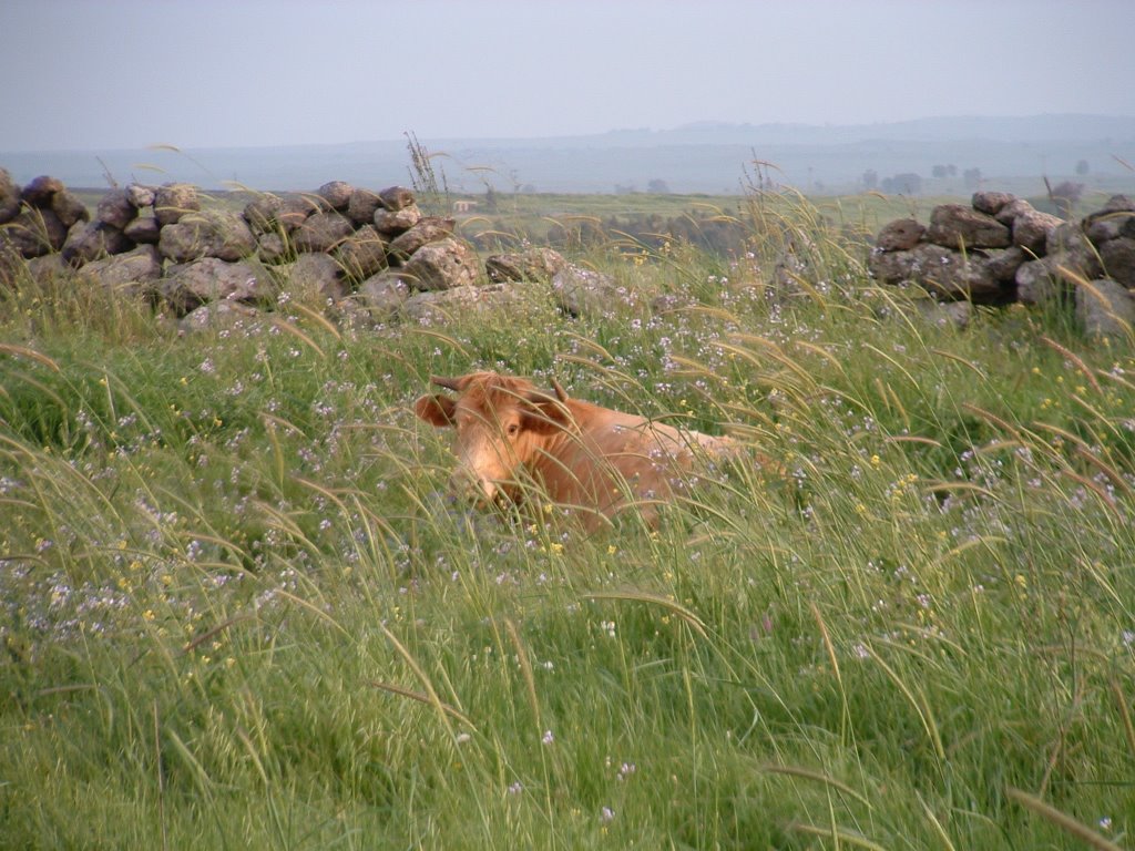 Golan Heights, Israel - March 2004 - רמת הגולן by noam_perry