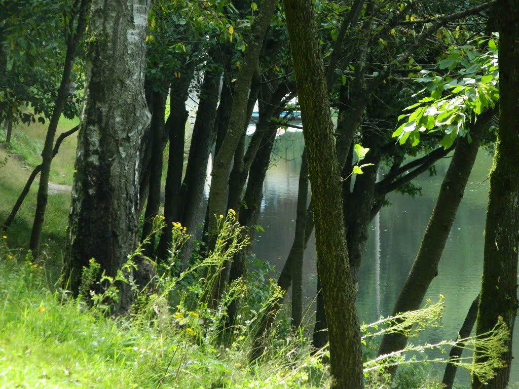 Tüschebachs Weiher, Sommer 2012 by 63098MGH