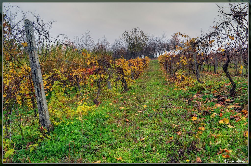 Colori tra i filari by Andrea Allasio