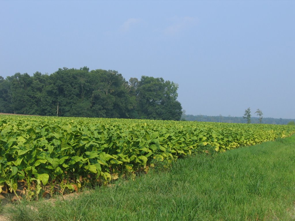 Tobacco Field by perkins4