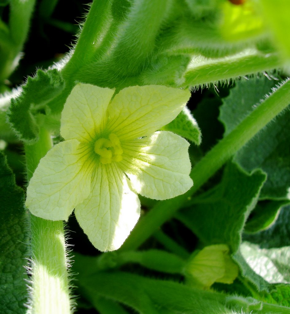 Flor de pepinillo venenoso.Córdoba.(España) by Rafael Cuadrado Galá…