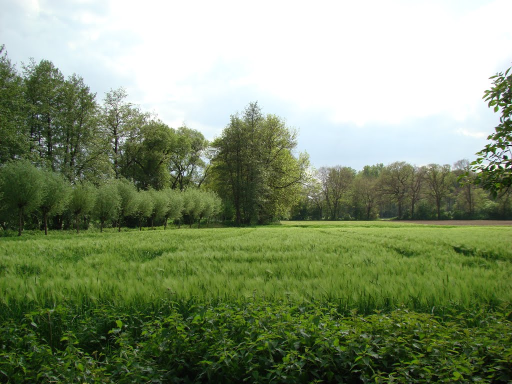 Niederrhein (Eyller Bruch) Mai 2012 by DortmundWestfalica