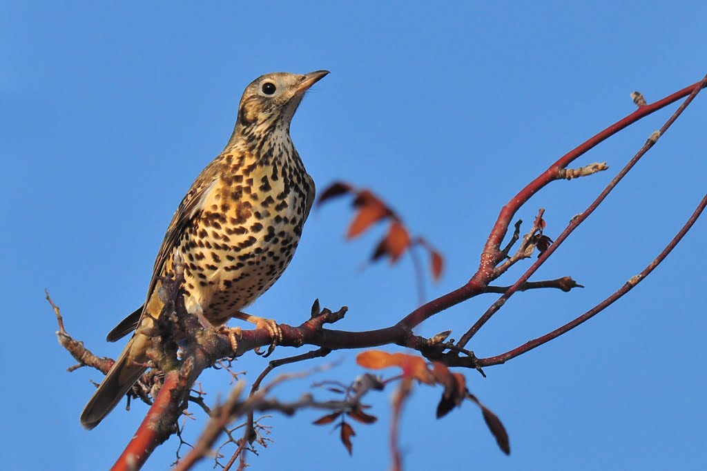 Mistle Thrush by David Humphreys