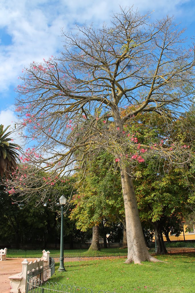 Paineira barriguda, Largo das Necessidades, Lisboa, Portugal by Margarida Bico