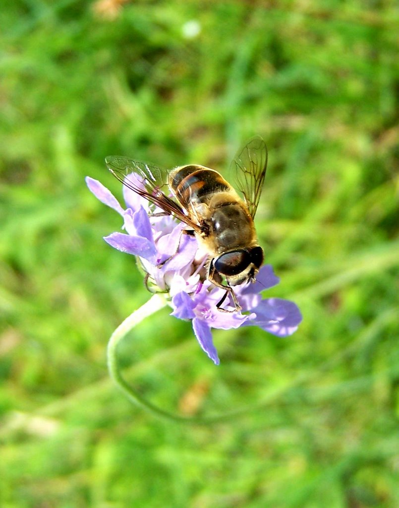 Sur le chemin des orchidées. Montenach août 2007 by Essem