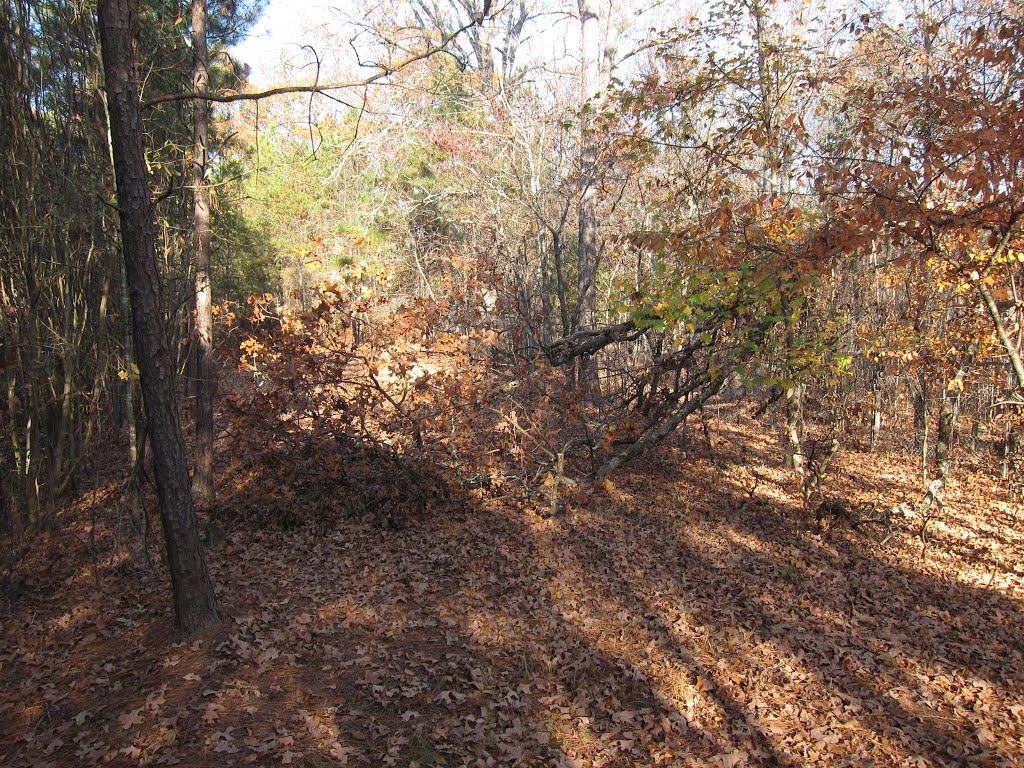 Stone Mountain Park Songbird Habitat by bryanf