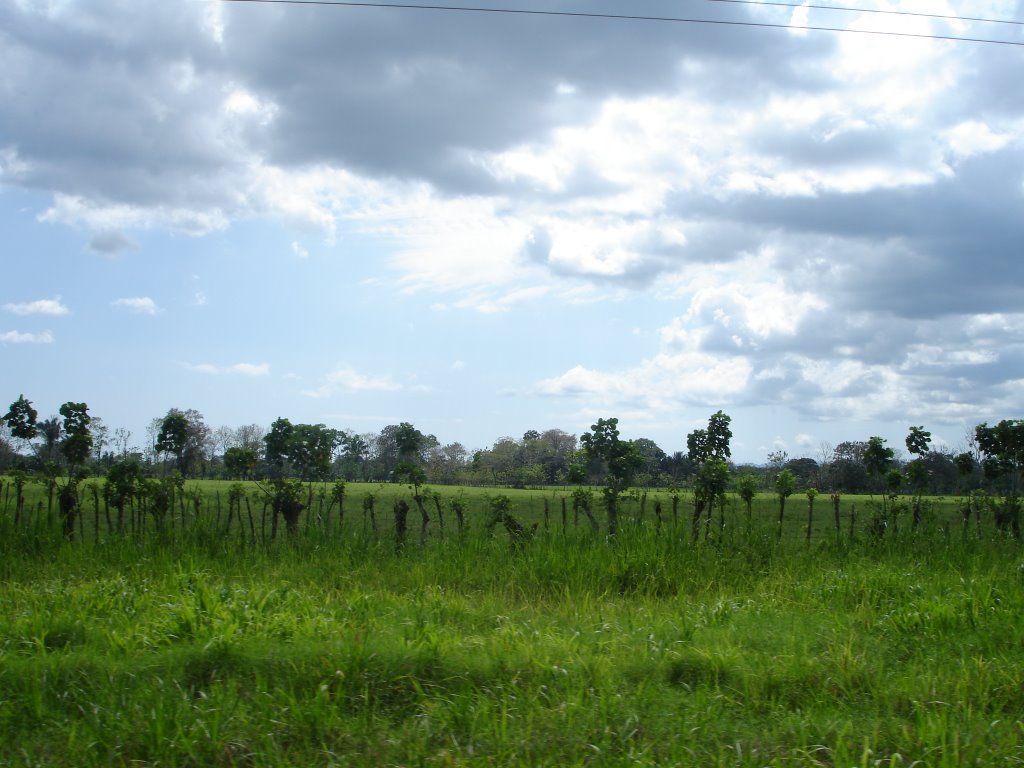 Green pastures by Tania Lugomer-Pomper