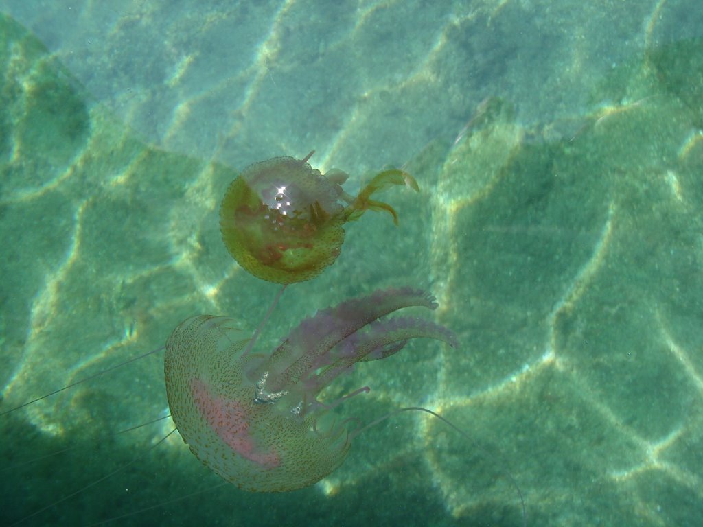 Ponte meduses cala murtra by patnavi