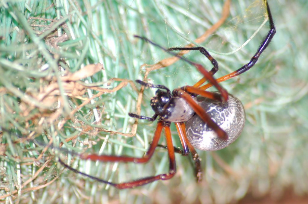 Aranha na Vassoura by Mario Bueno - foto.