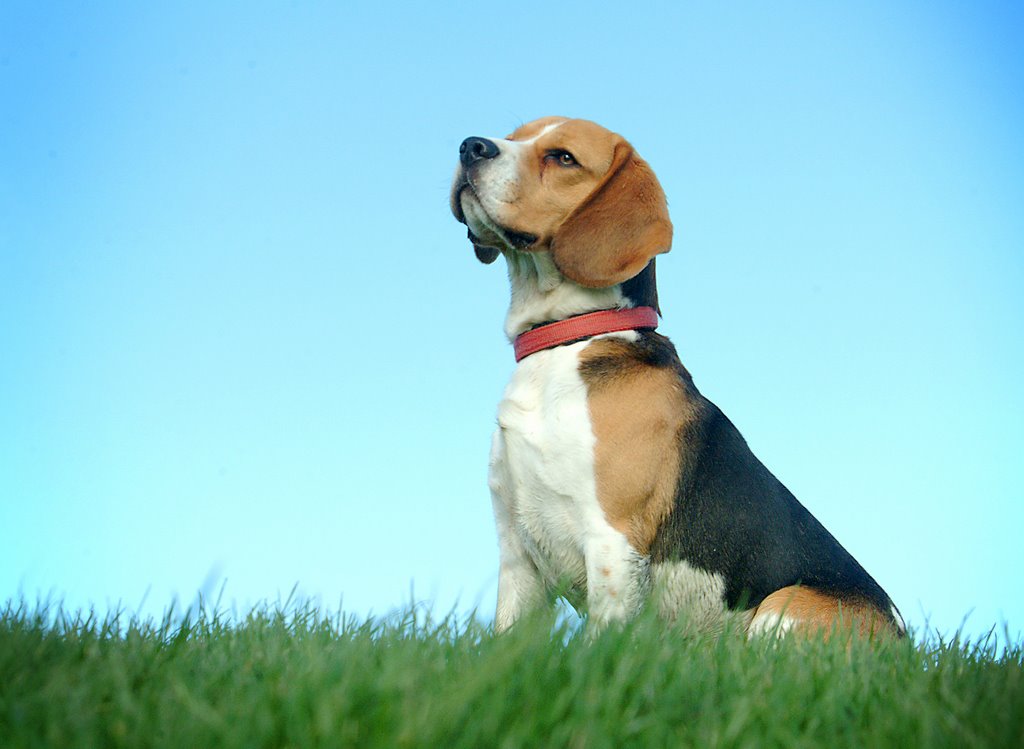 Beagle on seedike by Willienda Dam