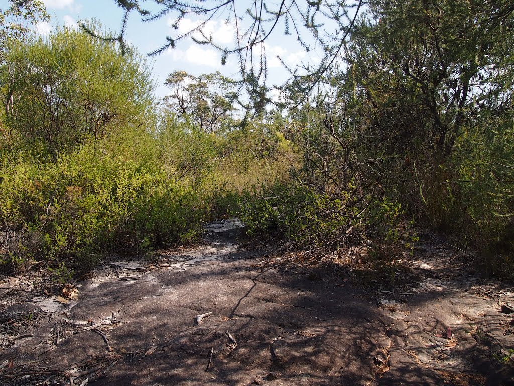 Bush trail from Kariong to Girrakool by WoollyMittens