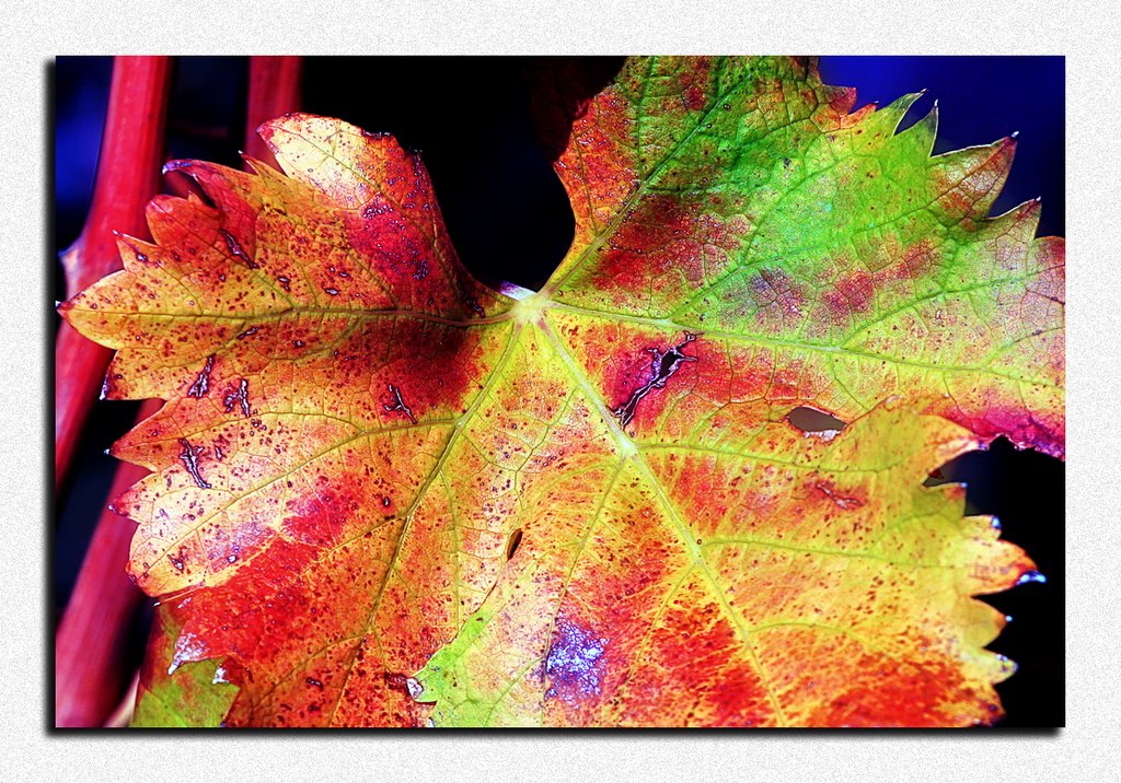 Colore autunnale by Fabio Rosati