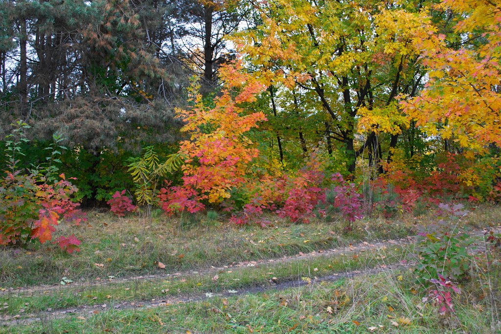 United Colours of Autumn: Hydropark, Kyiv, Ukraine, October 2012 by VLAD