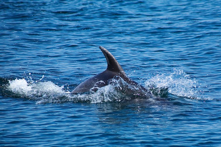 Dolphins by lukeio