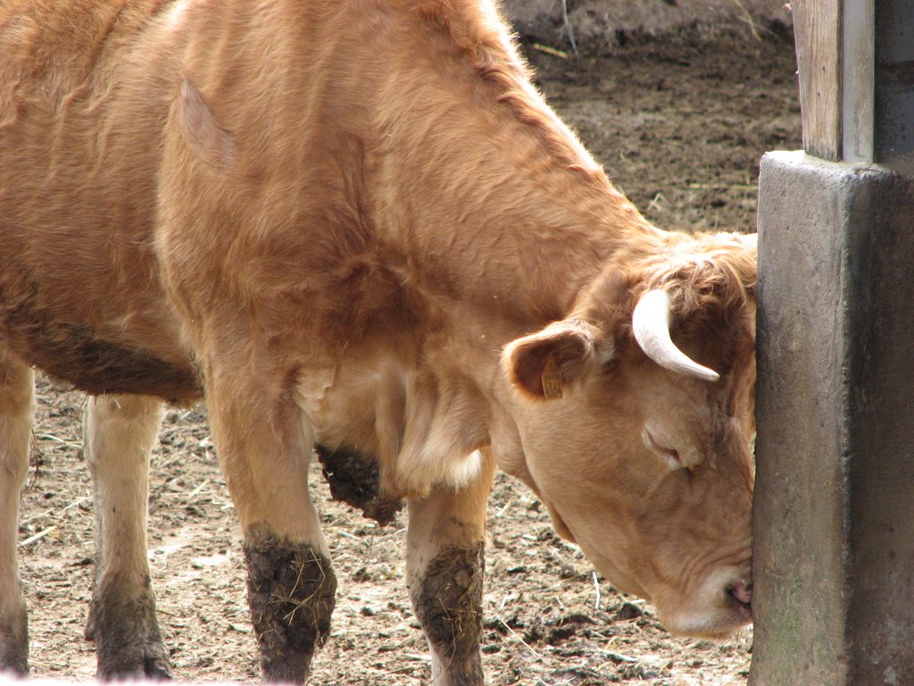 Vache du Périgord by DESRENTES ERIC