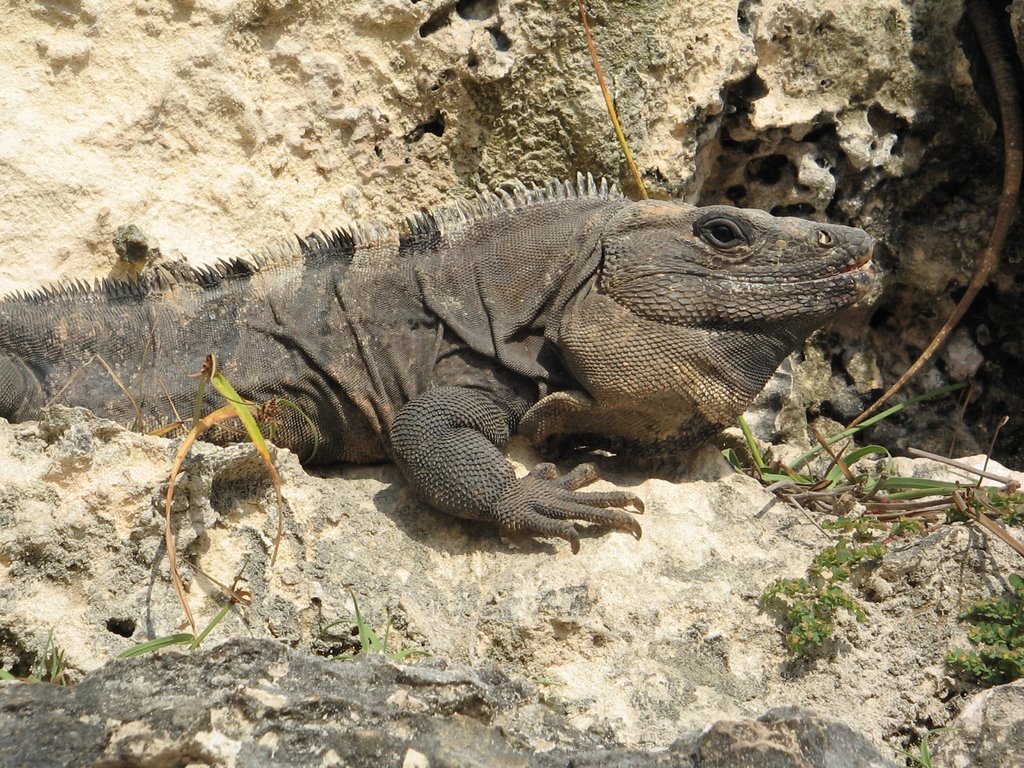 Iggy near El Castillo by Falcon71