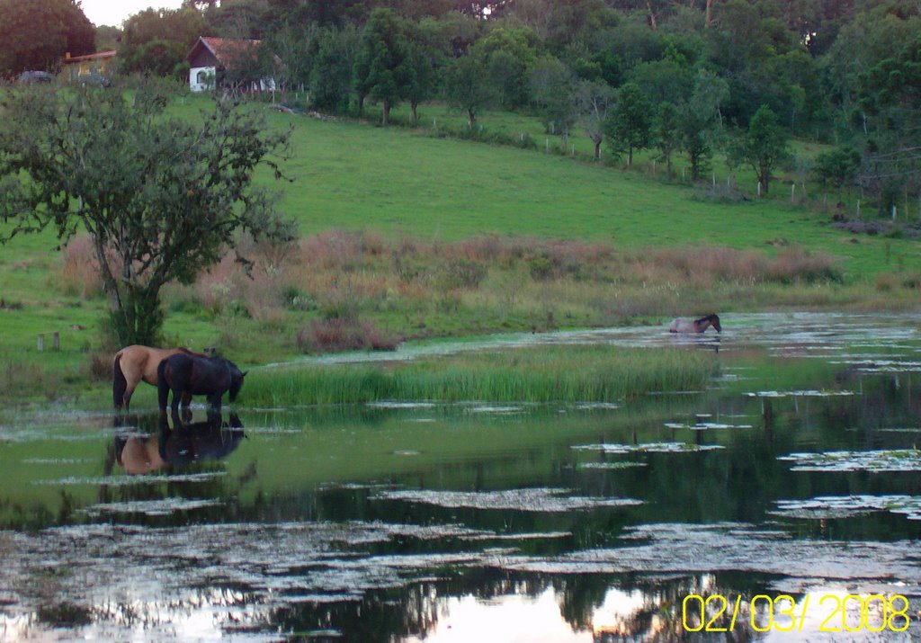 Fazenda Elisa - São Lourenço - Mafra - SC by Crespim Orlando