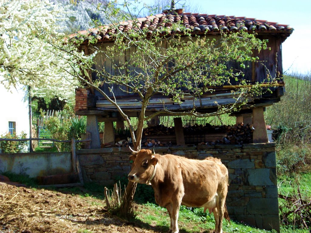 Vaca Casina en Prieres by jenper