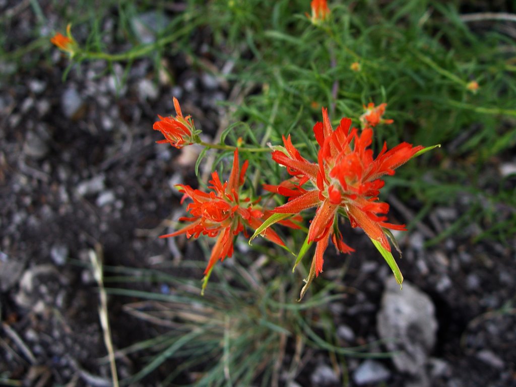 Indian Paint Brush by Heinz Kempa