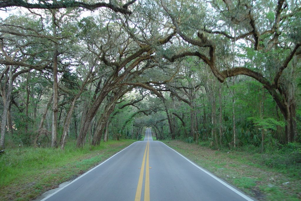 Old Fort Dade road, between Old Spring Hill & Brooksville (3-2-2008) by Ken Badgley