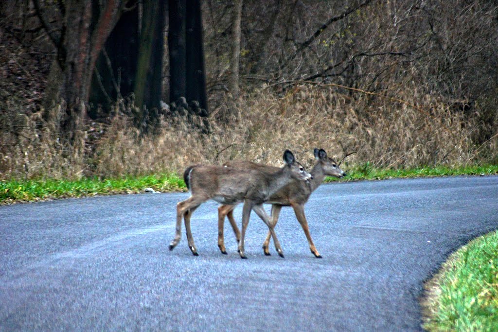 Deer crossing by dsk458