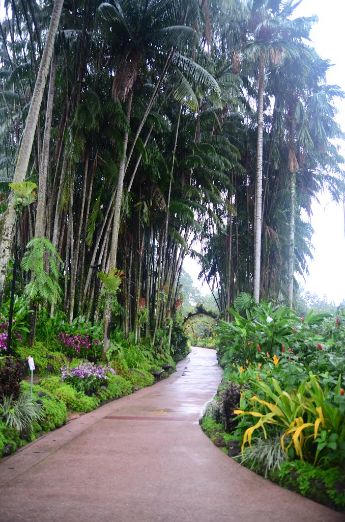 National Orchid Garden by Hoàng Việt Quân