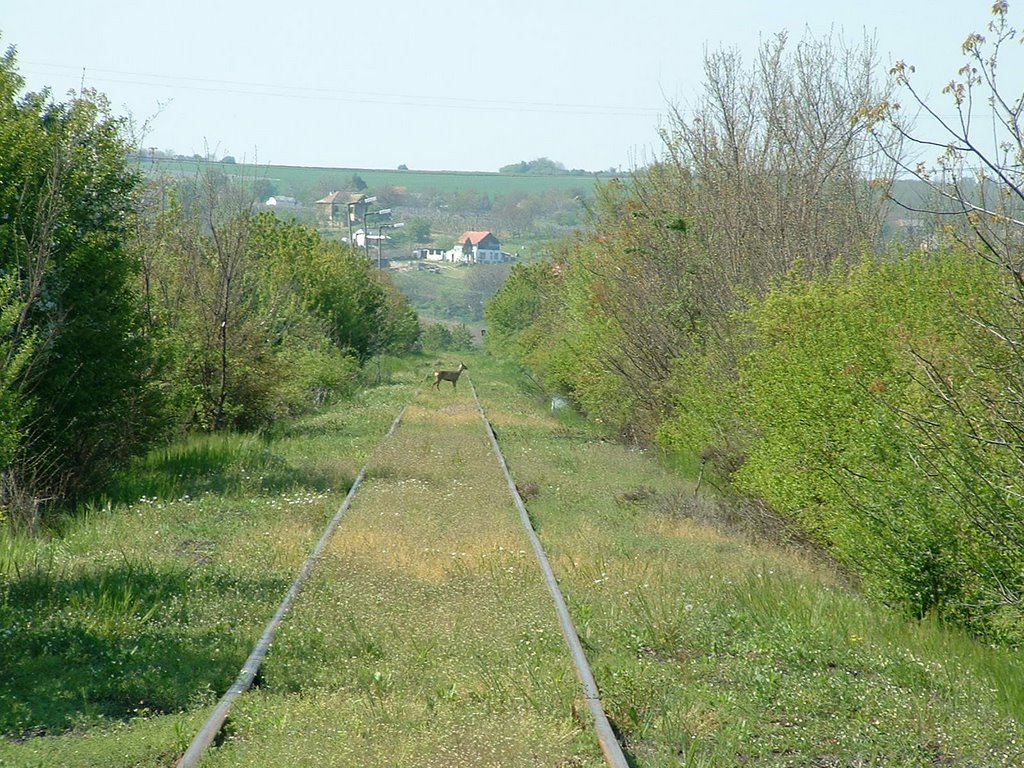 Iparvágány és szőlőhegy / Side track and vineyards by uhi67