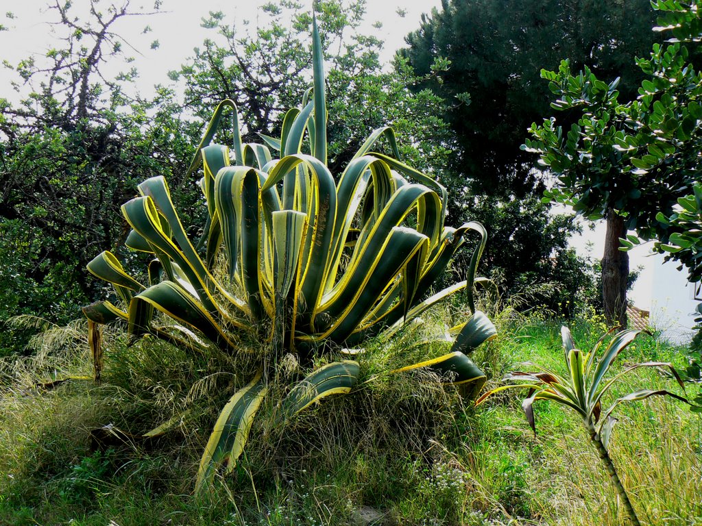 Agave. Dedicated to Eva. Canet. by luisde