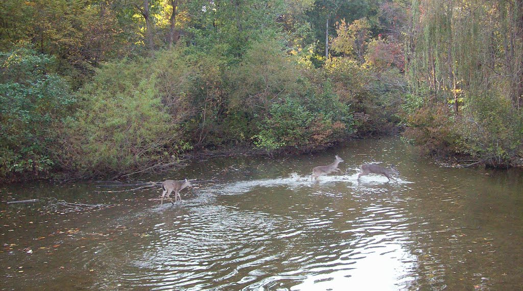 Deer Playing in Lake by Justin P