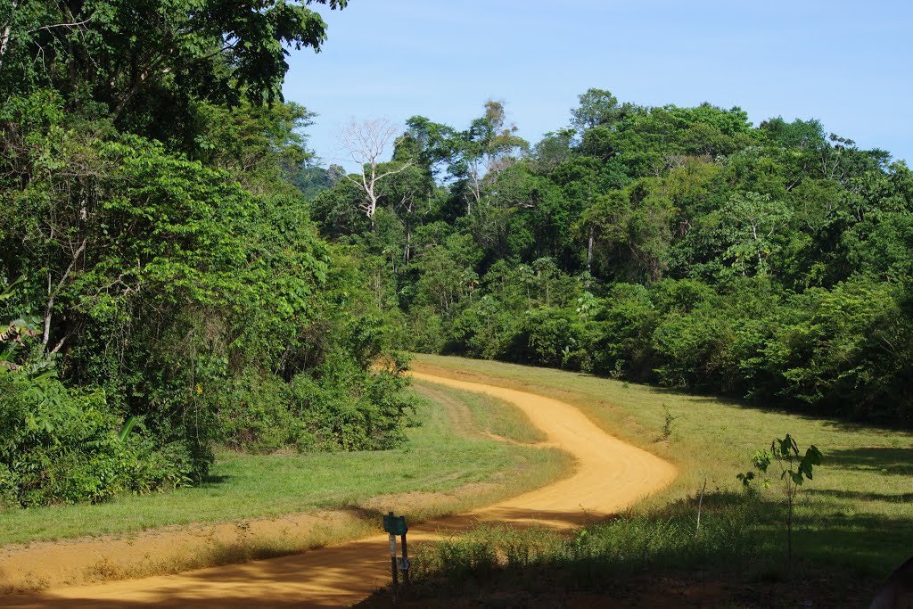 La piste entre Saül et l'aérodrome, 16 novembre 2012. Photo : J.-M. Gayman by Jean-Marc Gayman