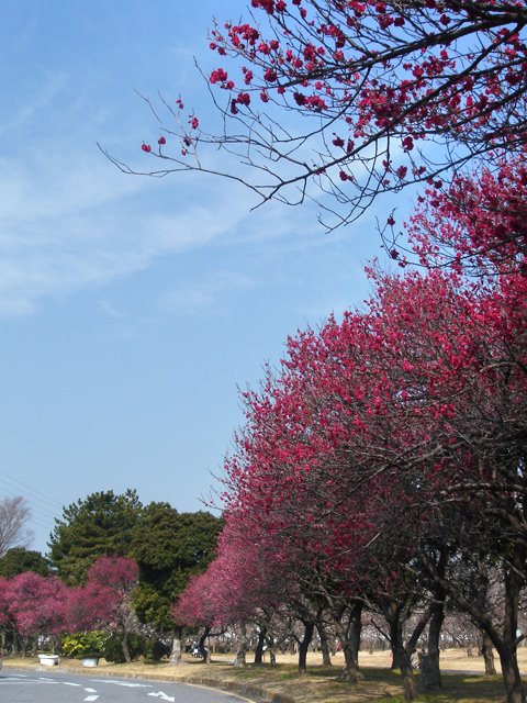 Omiya park ume grove (梅の花1) by posh208