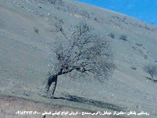 Palangan, Kurdistan Province, Iran by sanndaj