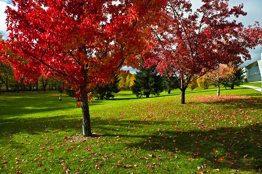 Otoño, Edif. Económicas III by Francisco Javier Díaz Benito