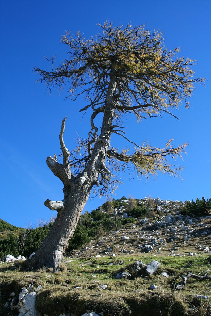 Lonely tree by pskusek