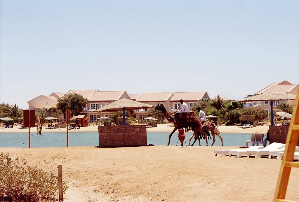 Camellos en Movenpick el Gouna by palmidiaz