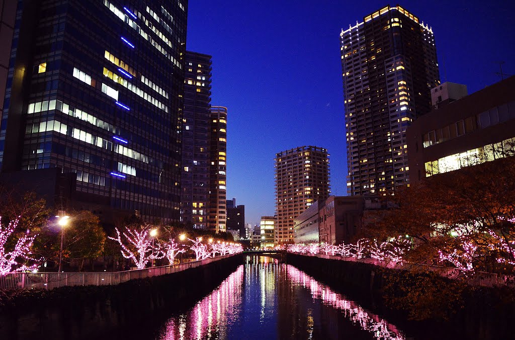 目黒川冬の夜桜イルミネーション(Meguro-gawa River Winter Illumination) by 9m2ji1etu