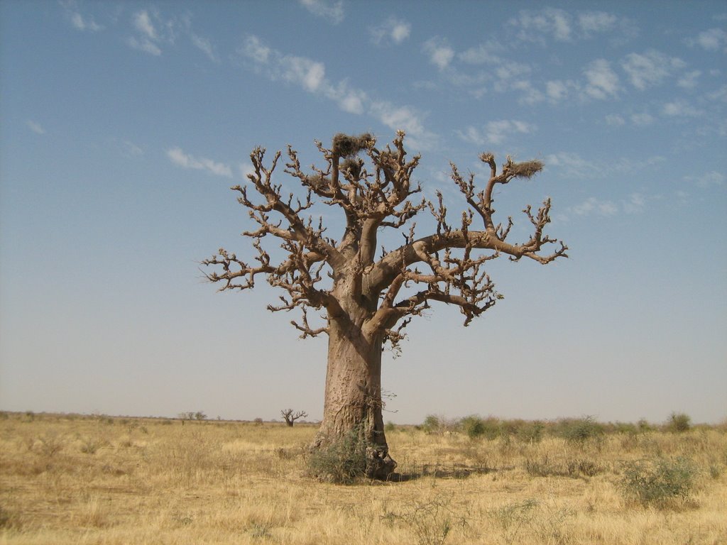 Baobab tree by Michal.Hugo.Kostal