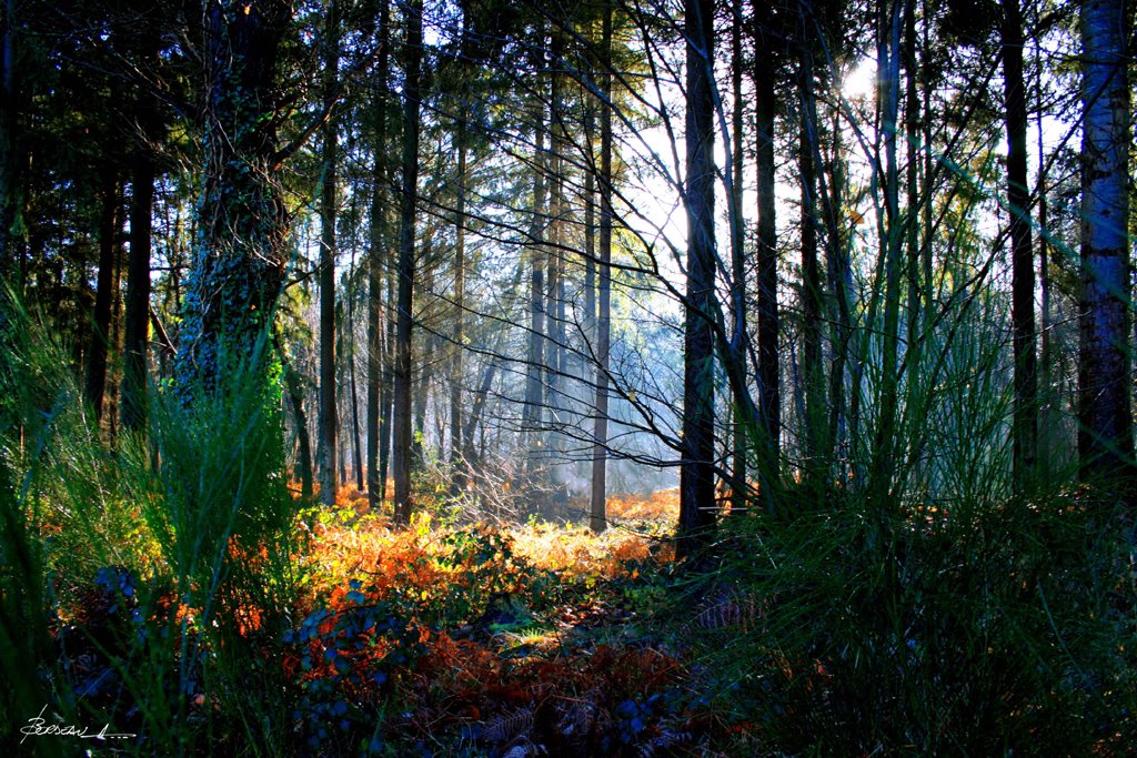 "forêt pour biches"...MEZERAY...SARTHE... FRANCE. by BORDEAU Alain.(NO VIEWS!)