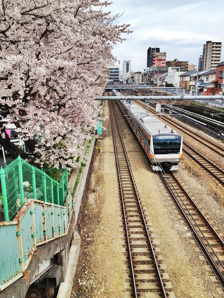 東中野の桜と電車と by 2894