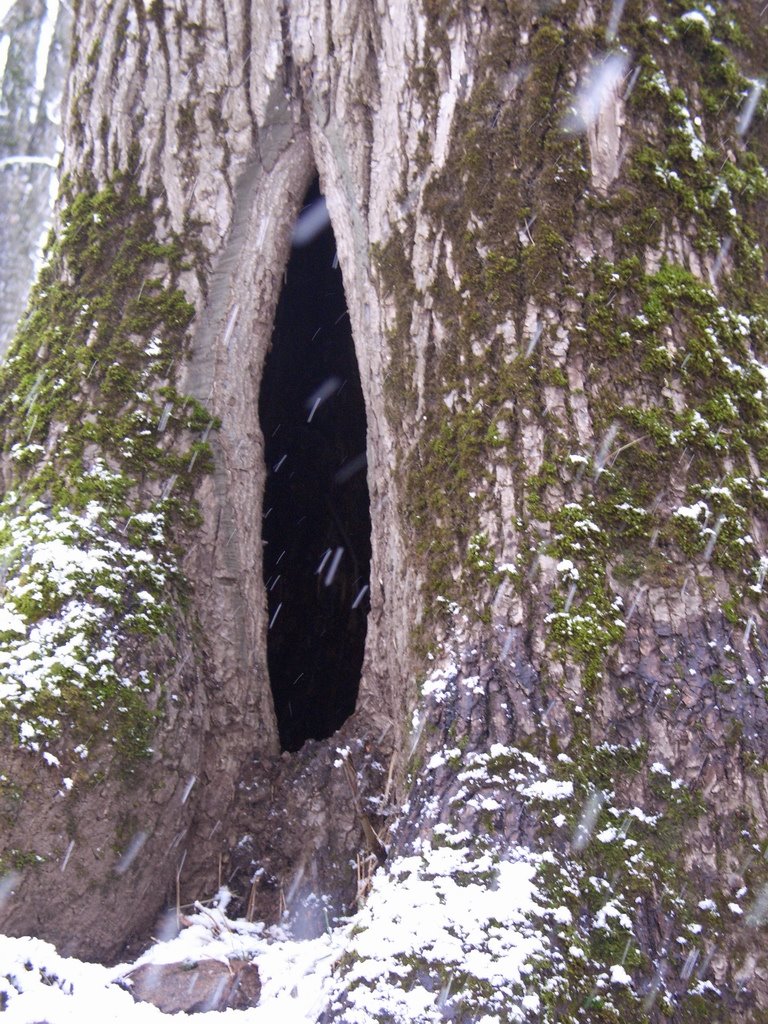 E' solo un albero... by Marco Vanzo