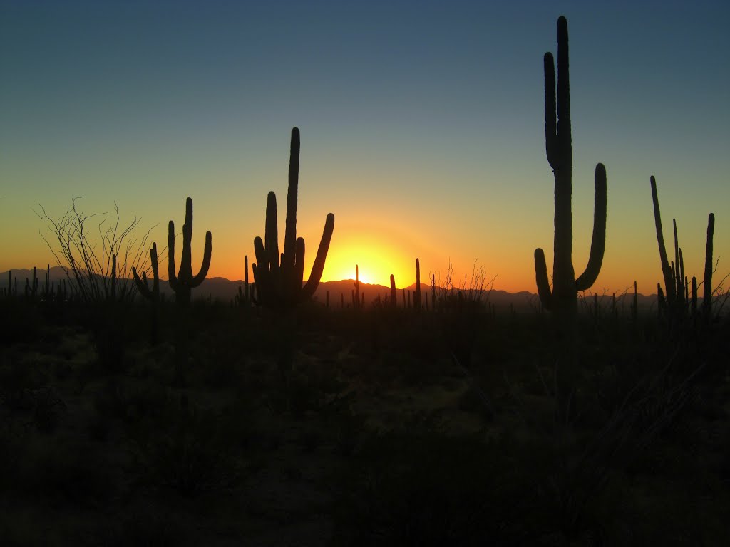 Saguaro Nat. Park, near Tucson, AZ, nov 24, 2012. by Tom Dudones