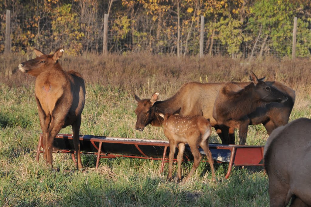 Female Elk by Tim Day