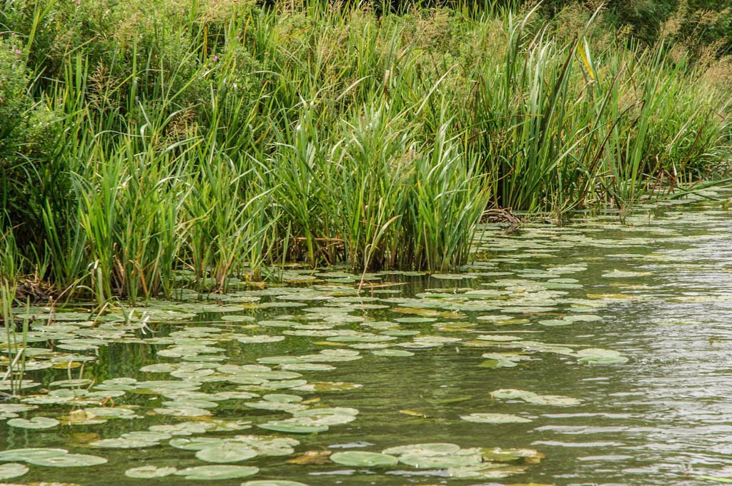 Reeds and waterlillies by hilofoz